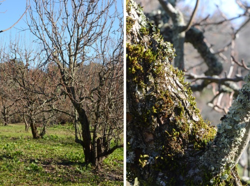 2013-orchard